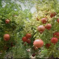 فروش-باغ-انار