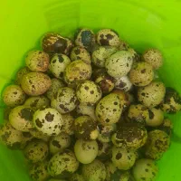 تخم بلدرچین  خوراکی|حیوانات مزرعه|یزد, |دیوار