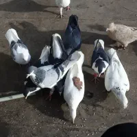 کبوتر.رنگه