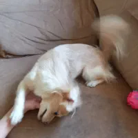 سگ اشپیتز پامر|سگ|آستانه اشرفیه, |دیوار