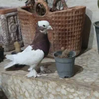کبوتر طوقی|پرنده|شیراز, شهرک کوشکک|دیوار