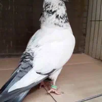 نر و ماده کله دم سبز