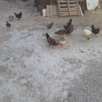 فروش مرغ