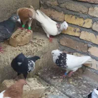 کفتر طوقی سینه ای پلاکی چپ خوشرنگ رو سری دم سفید|پرنده|اصفهان, چرخاب|دیوار