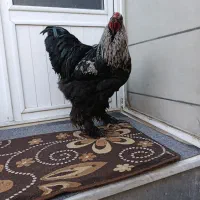 مرغ و خروس برهما