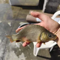 فروش بچه ماهی پرورشی کپور آمور|ماهی|کرج, ترمینال کلانتری|دیوار