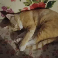 گربه مهربون دی اس اچ