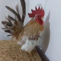 خروس جاپنیز سنگر