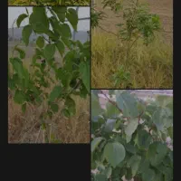 فروش زمین باغ