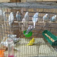 مرغ عشق|پرنده|کرمان, |دیوار