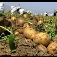 کار چیدن سیب زمینی