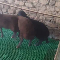 بره قوچ همو قزل افشار چند قلو زایی صد در صد