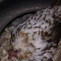 مرغ وخروس گلین|حیوانات مزرعه|رباط‌کریم, نصیرشهر|دیوار