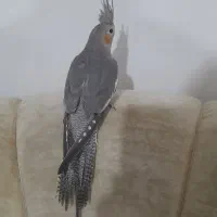 عروس هلندی نر وماده