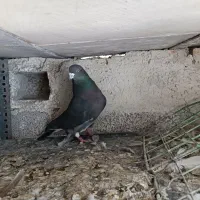 کفتر پرشی فوری فروشی