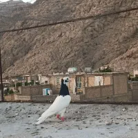طوق سیاه ماده