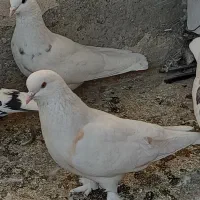 کبوتر نر و ماده جوان