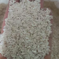 برج چمپا اصل به شرط پخت و عطر