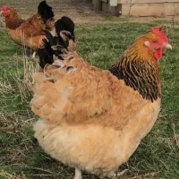 مرغ محلی ۲۸۰