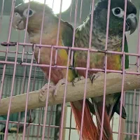 طوطی گرینچیک