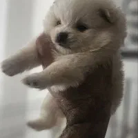 پامرانیان ( پامر ) خرسی|سگ|رشت, بلوار گیلان|دیوار