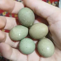بلدرچین مینیاتوری رایگان|حیوانات مزرعه|رودان, |دیوار