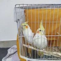 پرنده