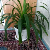 گل طبیعی بزرگ|گل و گیاه طبیعی|سبزوار, باهنر|دیوار