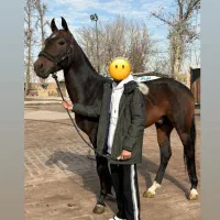 اسب سیلمی ترکمن