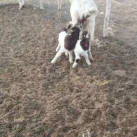 بز مری|حیوانات مزرعه|ایرانشهر, |دیوار