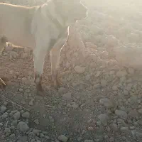 سگ‌گله‌ای|سگ|نیمبلوک, |دیوار