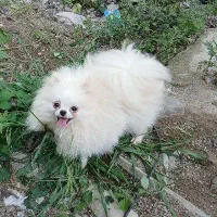 دوسرخرسی|سگ|رشت, لاکان|دیوار