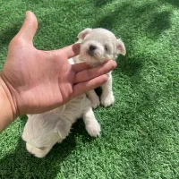 مالتیز اصیل با ضمانت|سگ|محمدشهر, محمدشهر|دیوار