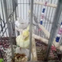 عروس هلندی لوتینو و سینامون|پرنده|خرم‌آباد, |دیوار