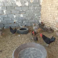 مرغ وخروس
