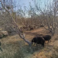 گوسفند اصیل شال