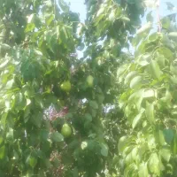 باغ گل محمدی و درختان میوه