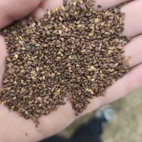 خریدفروش محصولات کشاورزی کنجد،ماش لوبیا ، گندم وجو