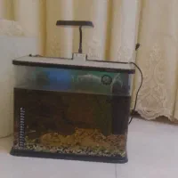 کلیه وسایل بفروش میرسد|فرش|زابل, |دیوار