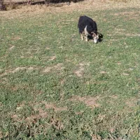 فروش ۴ راس بز آبستن سنگین