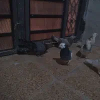 چند عدد طوقی