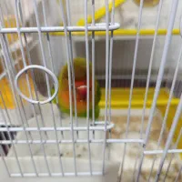 طوطی برزیلی نر|پرنده|بروجرد, |دیوار