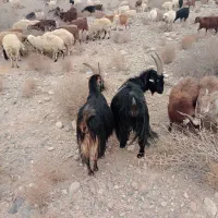 بز ترکی|حیوانات مزرعه|خضر آباد, |دیوار