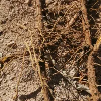 نهال زرشک پریشه|خدمات باغبانی و درختکاری|بیرجند, |دیوار