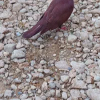 سرخ نر و ماده و ماده زرد