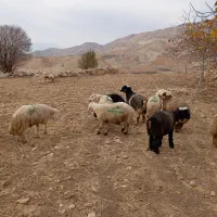 بره نر|حیوانات مزرعه|دیشموک, |دیوار