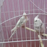 فروش تعدادی عروس هلندی و مرغ عشق|پرنده|دوگنبدان, |دیوار