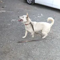 سگ گمشده نر