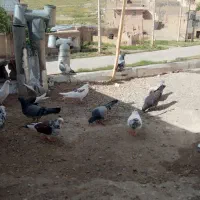 فروش ۲۲ کبوتر پرشتی به شرط