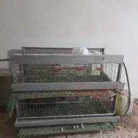 قفس بلدرچین